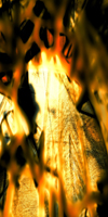 04burning bush.jpg